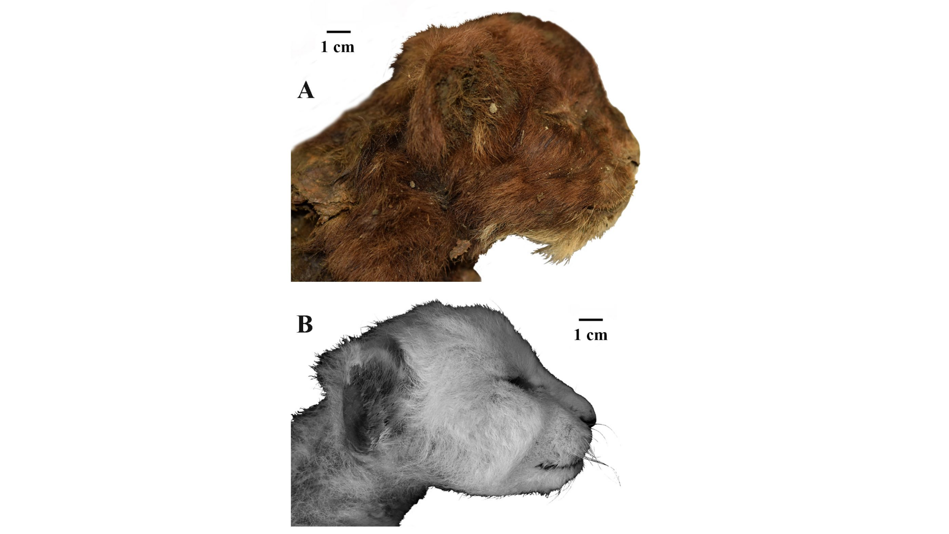 Scientists Find First Known Saber-toothed Cat Mummy