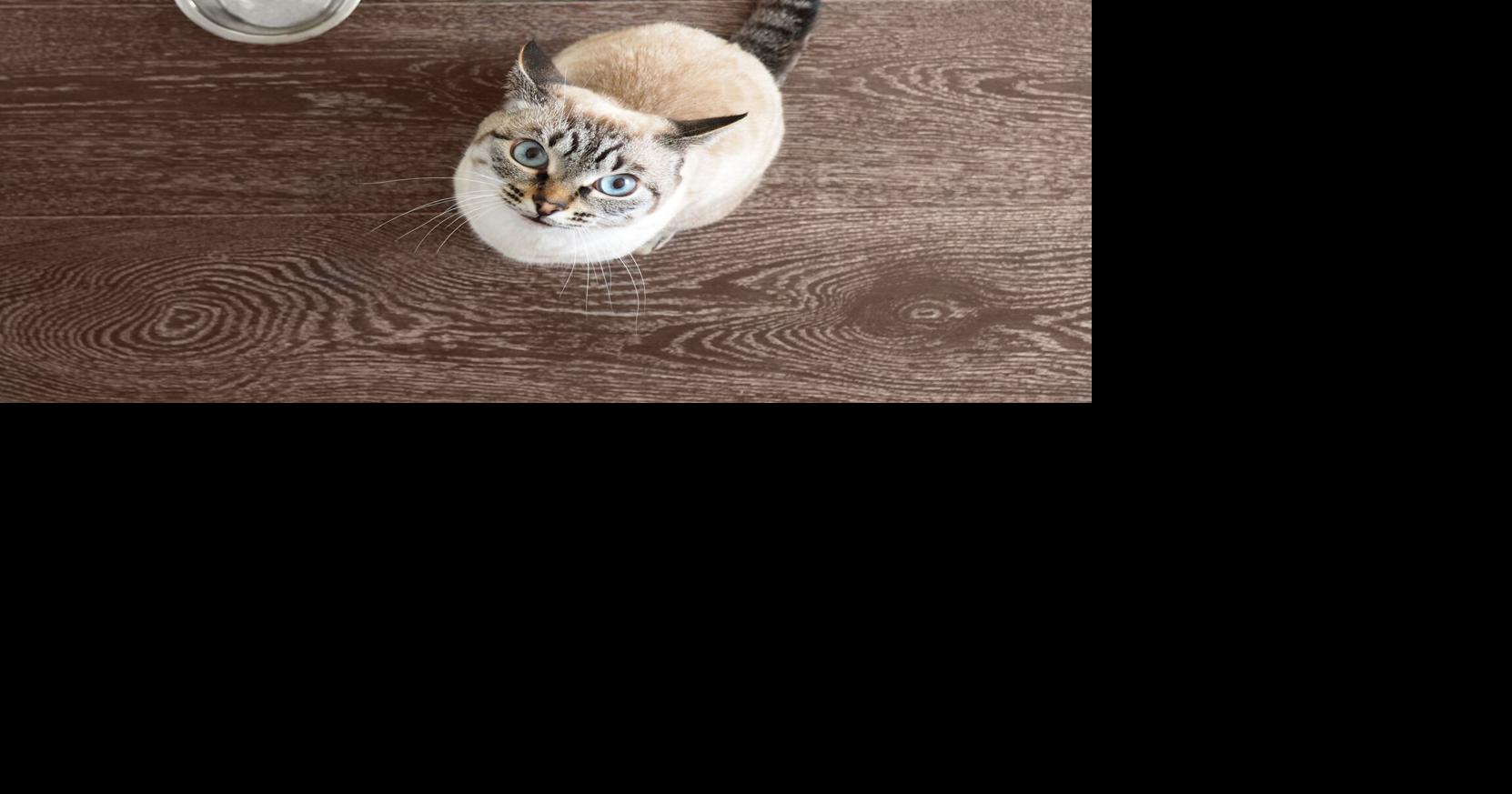 My Pet World Cat loudly demands food, but needs empty stomach before