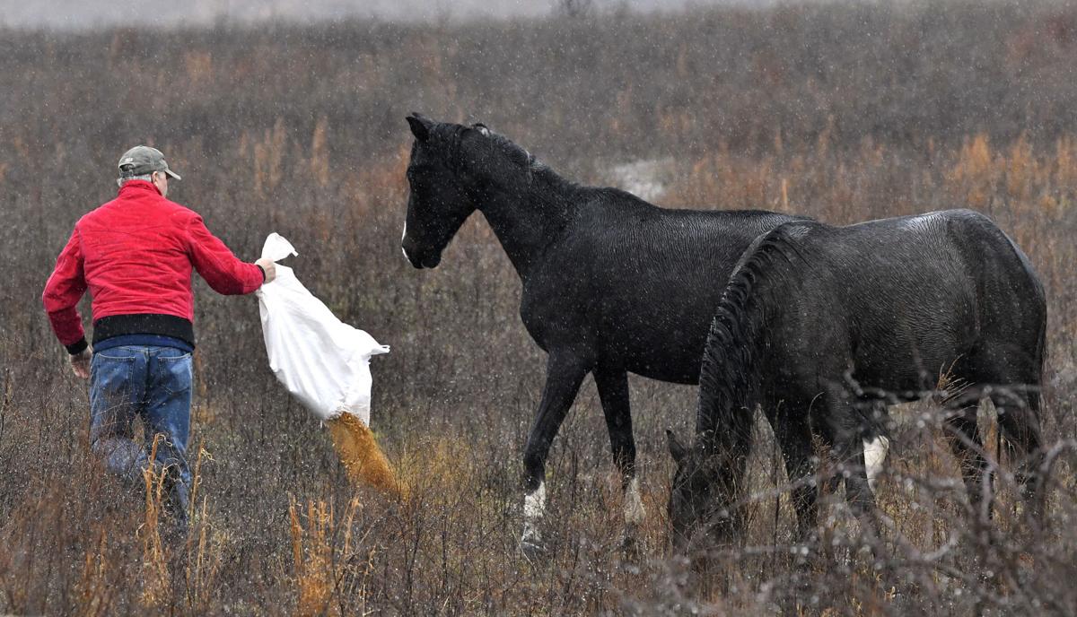 Photos The wild horses of Breathitt County National