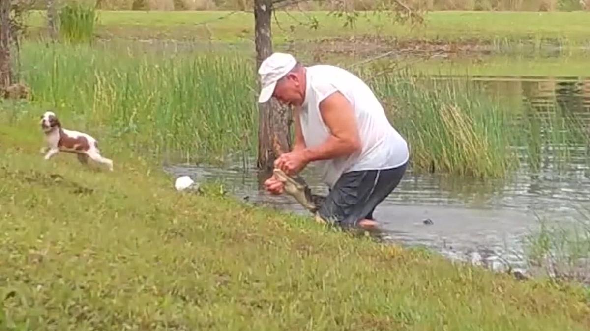 Florida man saves dog from jaws of alligator