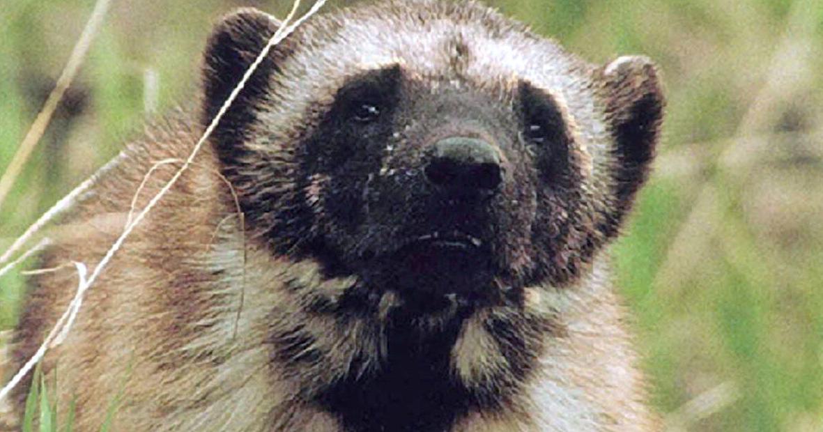 US moves to protect threatened wolverines