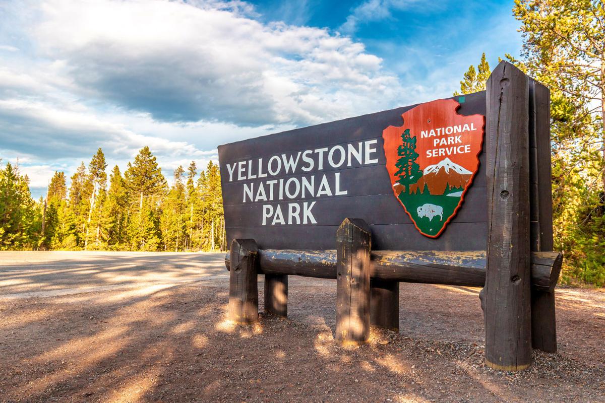 A 72 Year Old Woman Was Gored By A Bison At Yellowstone National Park When She Tried To Take A Picture National News Lee Net