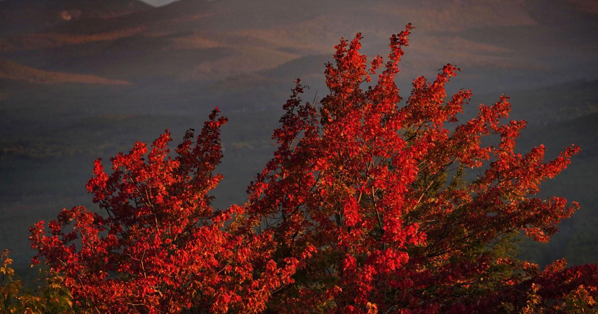 What does a warming climate mean for brilliant fall foliage? | Across ...