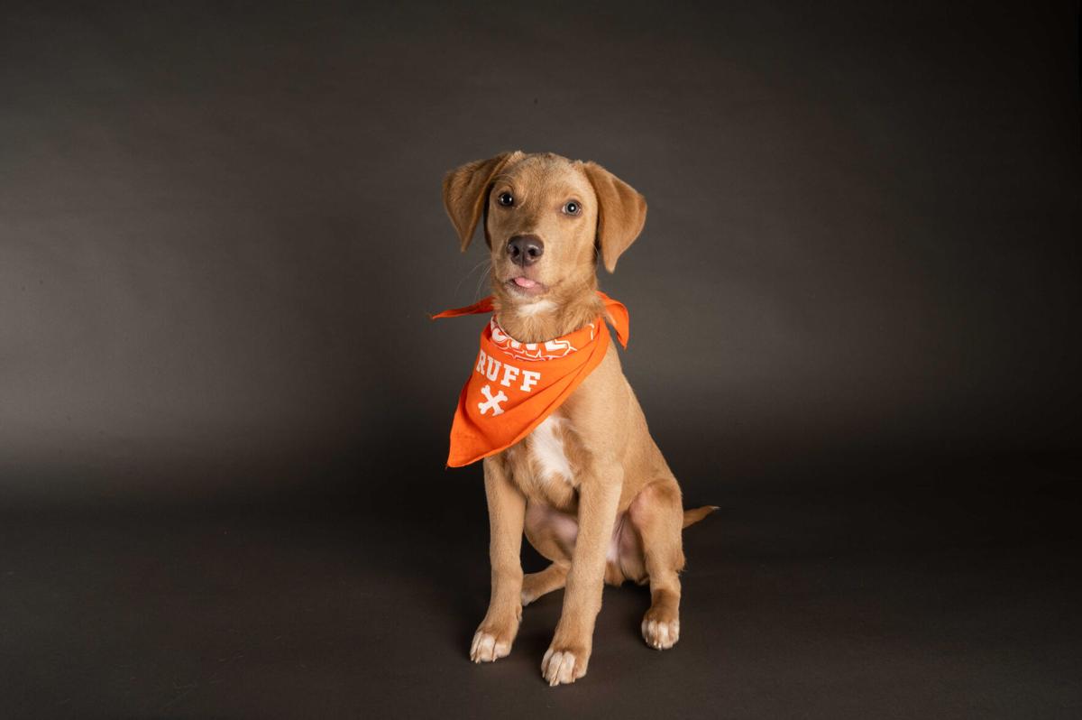 Meet The Starting Lineup For The 2021 Puppy Bowl Pets News Lee Net