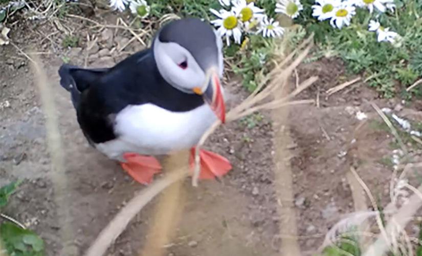Puffins Using Sticks Watch as puffin scratches itch with stick — first proof seabirds can ...