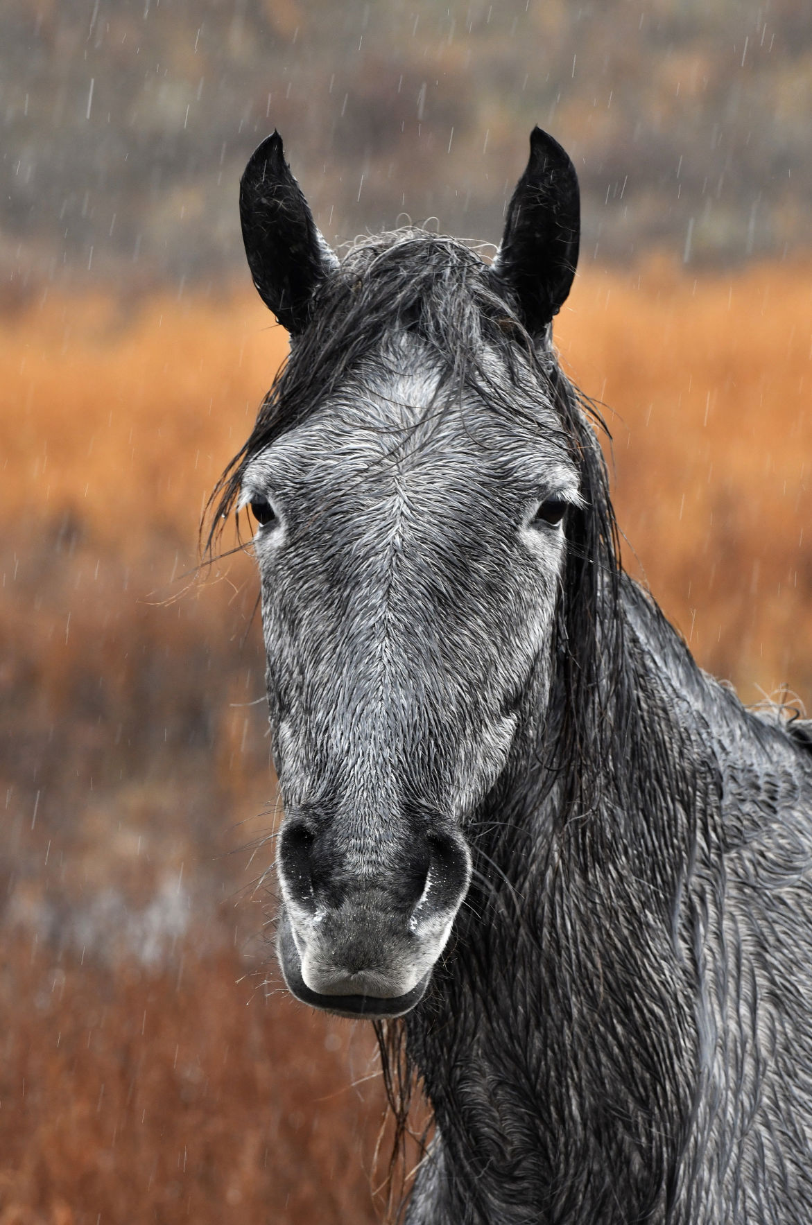 Photos The wild horses of Breathitt County National