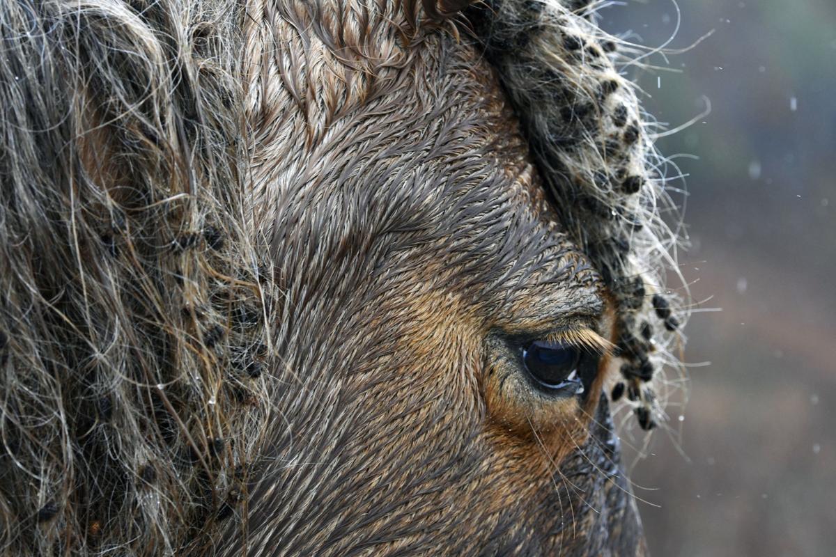 Photos The wild horses of Breathitt County National