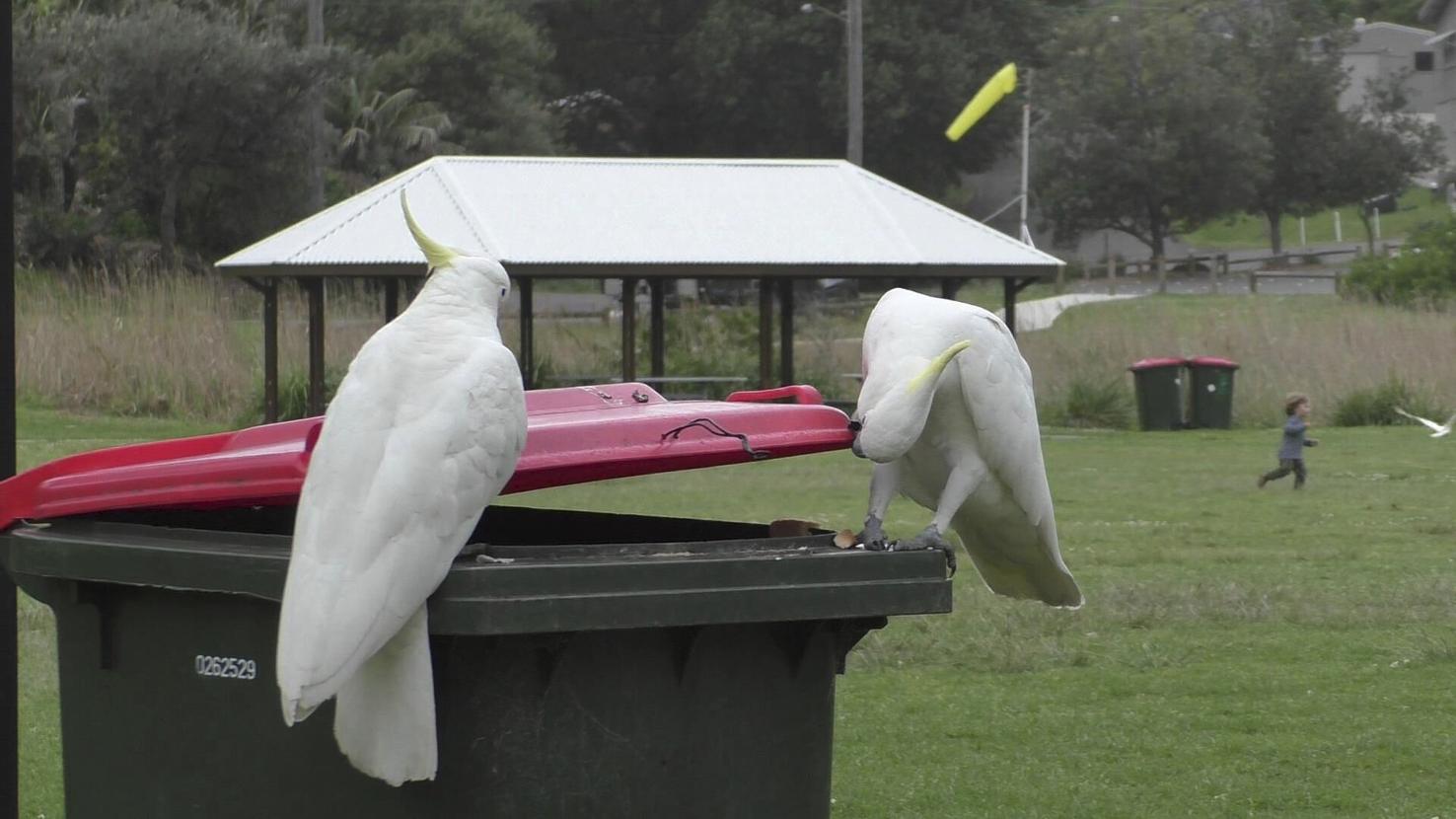 Cockatoos learn to lift trash lids for food, study finds