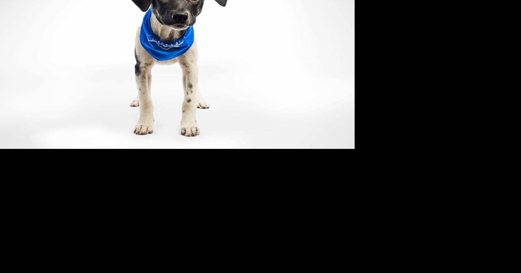 2025 Puppy Bowl: Team Fluff vs. Team Ruff