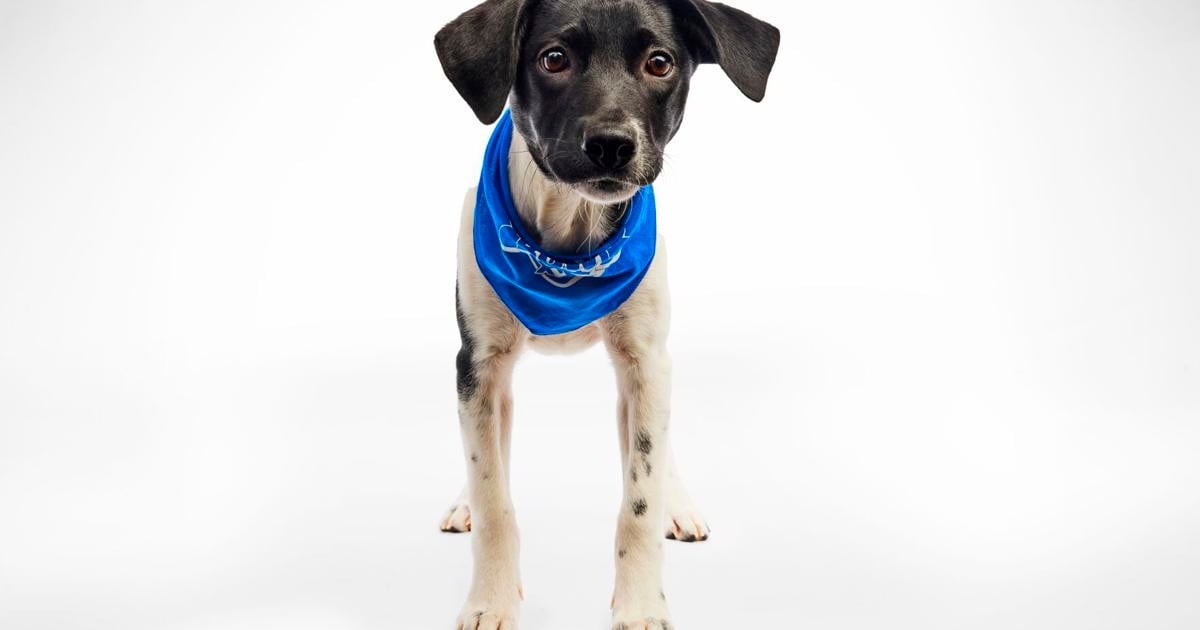 2025 Puppy Bowl: Team Fluff vs. Team Ruff