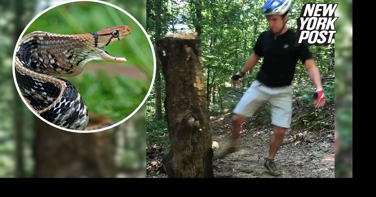 Copperhead snake bite sends biker racing for antivenom