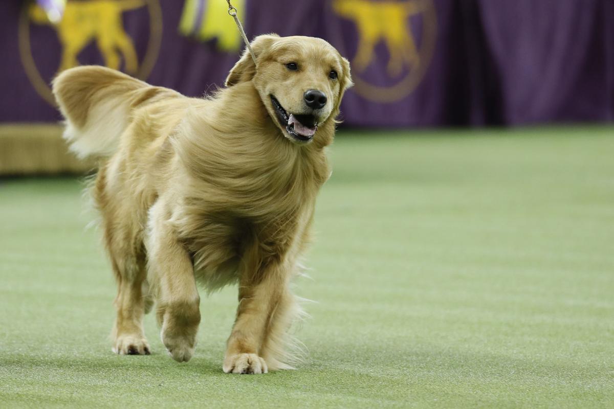 The 25 Most Popular Dog Breeds In America This Year And The Rarest National News Lee Net