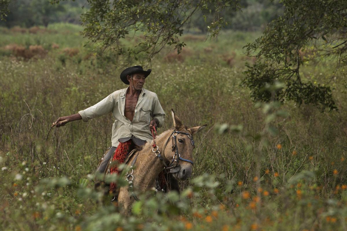 Brazil Wetland Cowboys Photo Gallery
