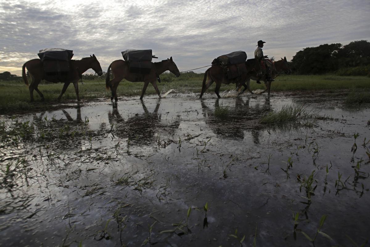 Brazil Wetland Cowboys Photo Gallery