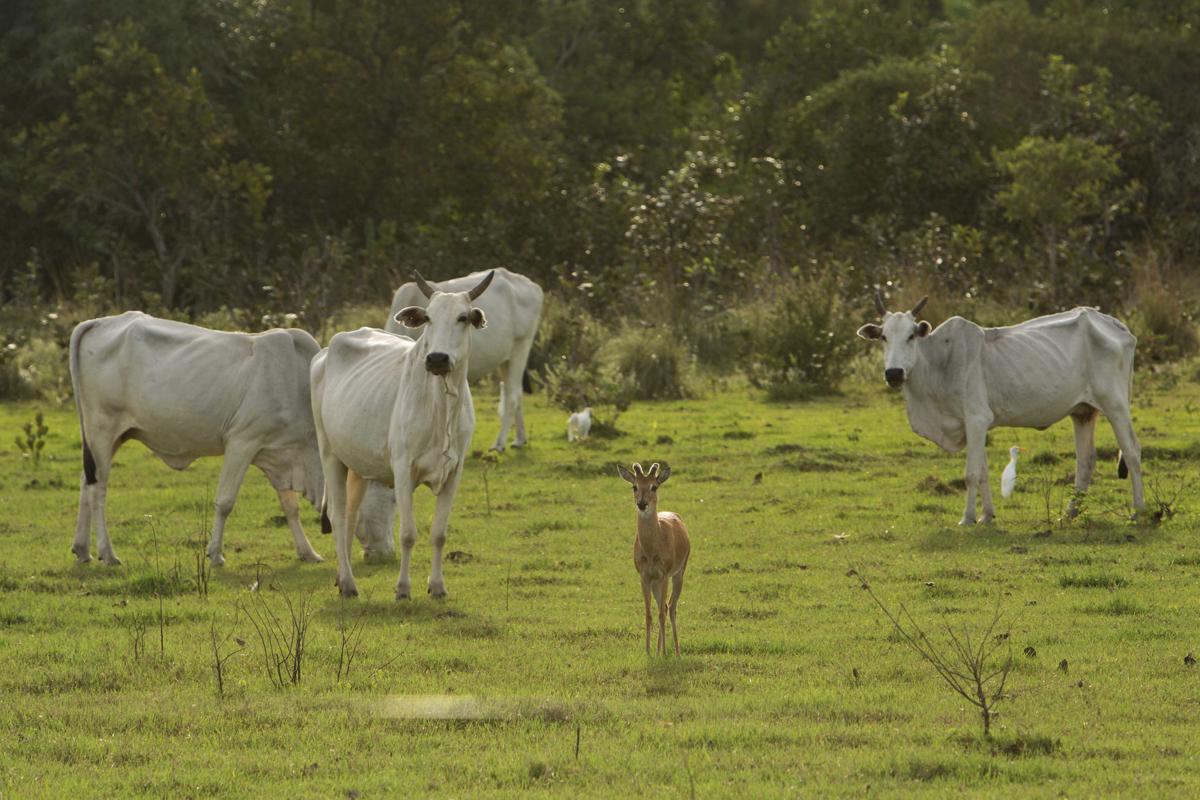 Brazil Wetland Cowboys Photo Gallery