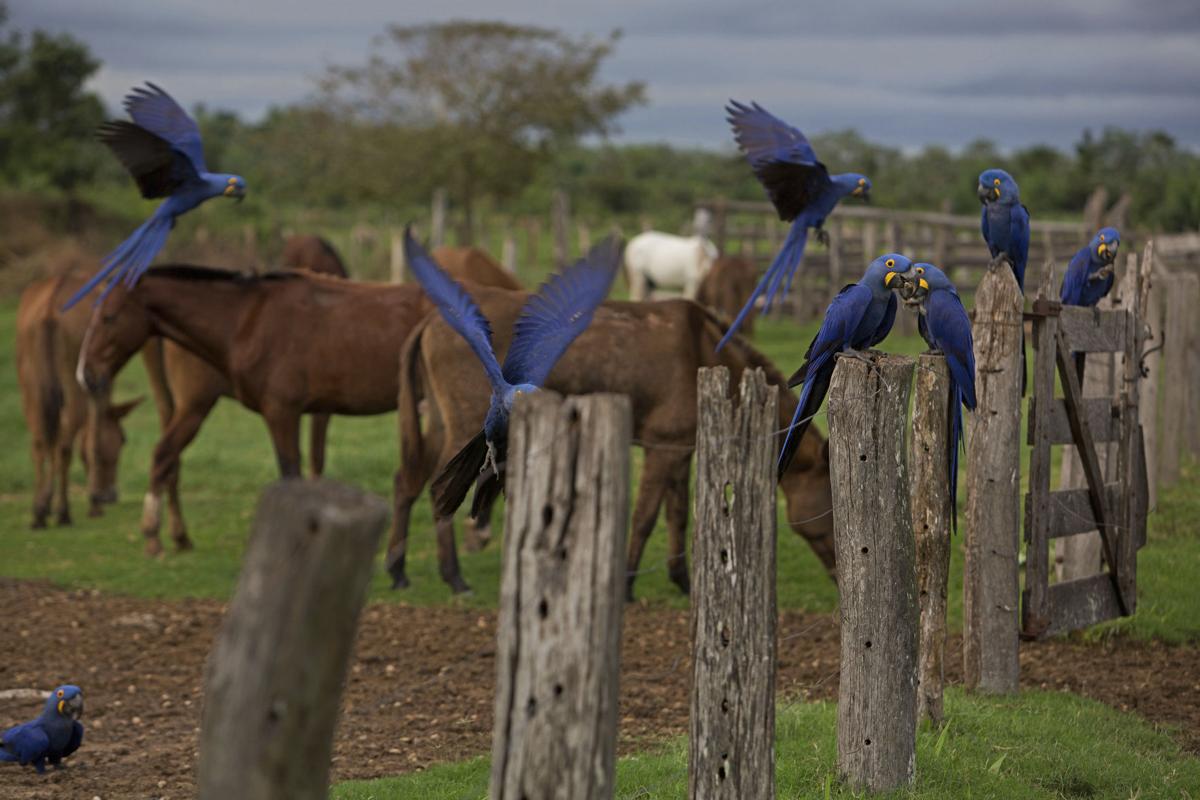 APTOPIX Brazil Wetland Cowboys Photo Gallery