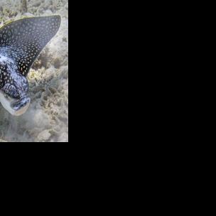 Struck by a leaping spotted eagle ray