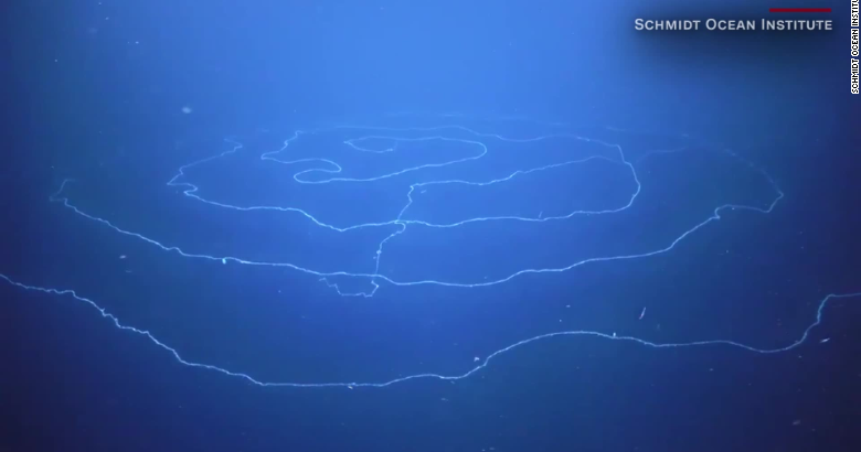 String Creature Massive, deep-sea 'silly string' creature discovered