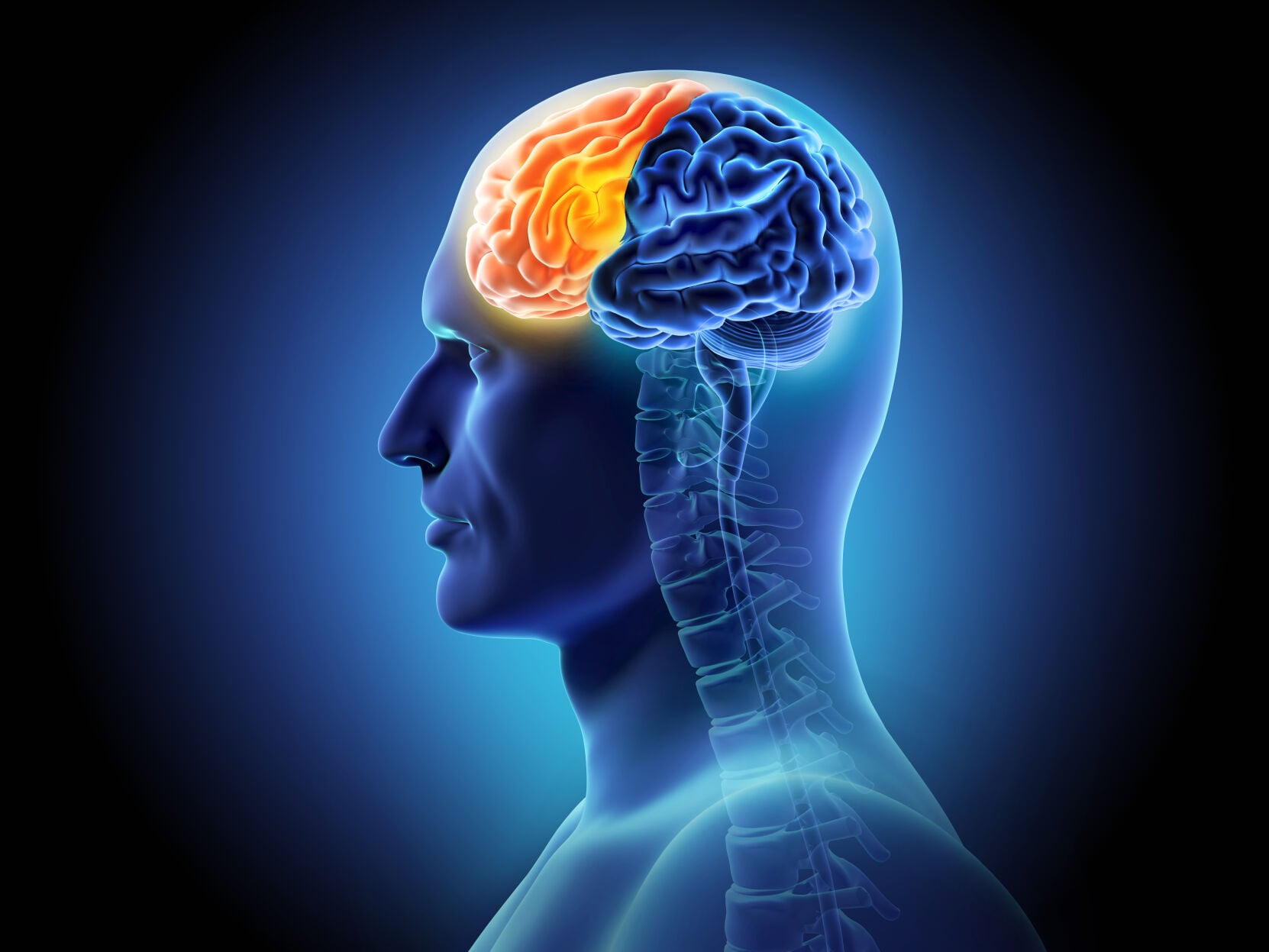 If Structure In Javascript Human brain structure and neuron, brain frontal lobe function ...