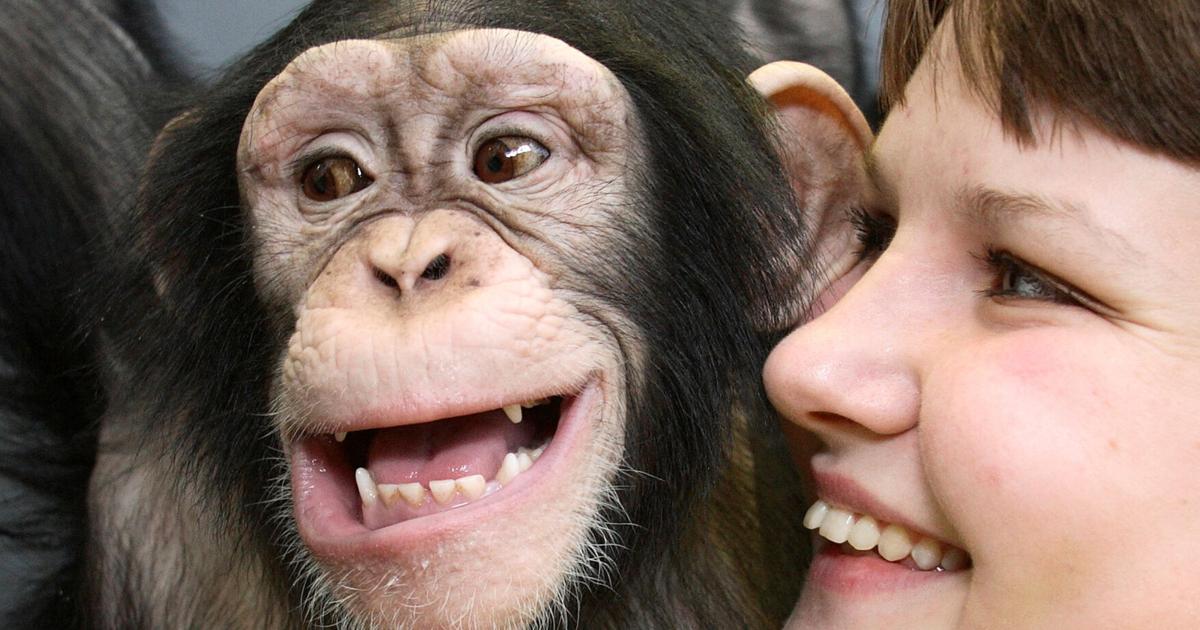 Sms Pattern Humans and apes show similar rhythmic pattern in laughter