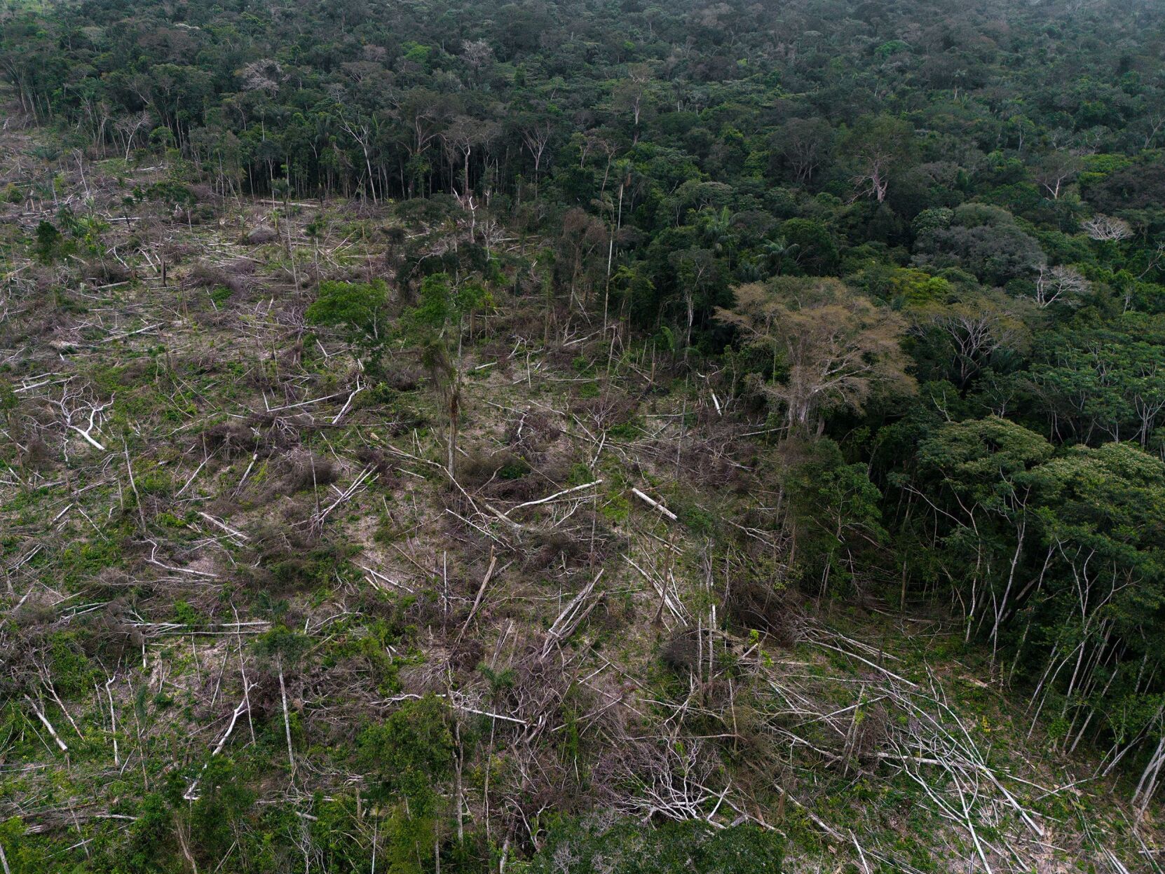 More Than 1 In 3 Tree Species Are At Risk Of Going Extinct, New ...