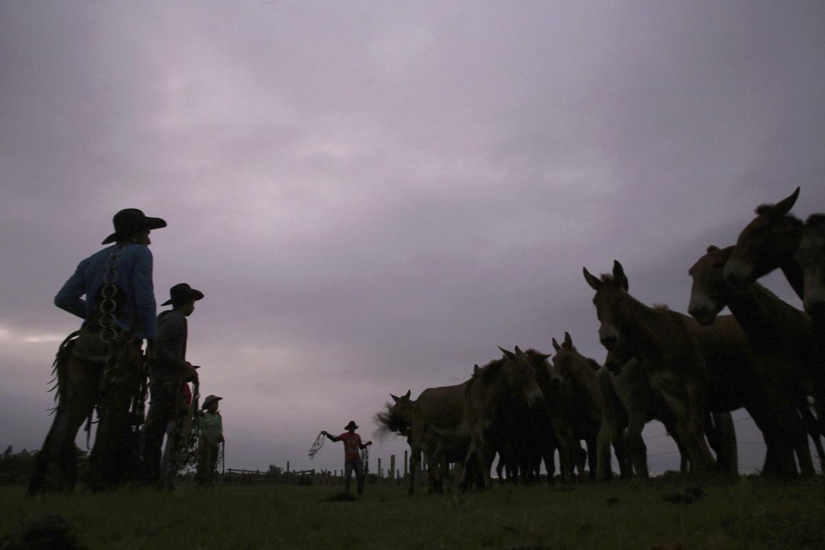 Brazil Wetland Cowboys Photo Gallery