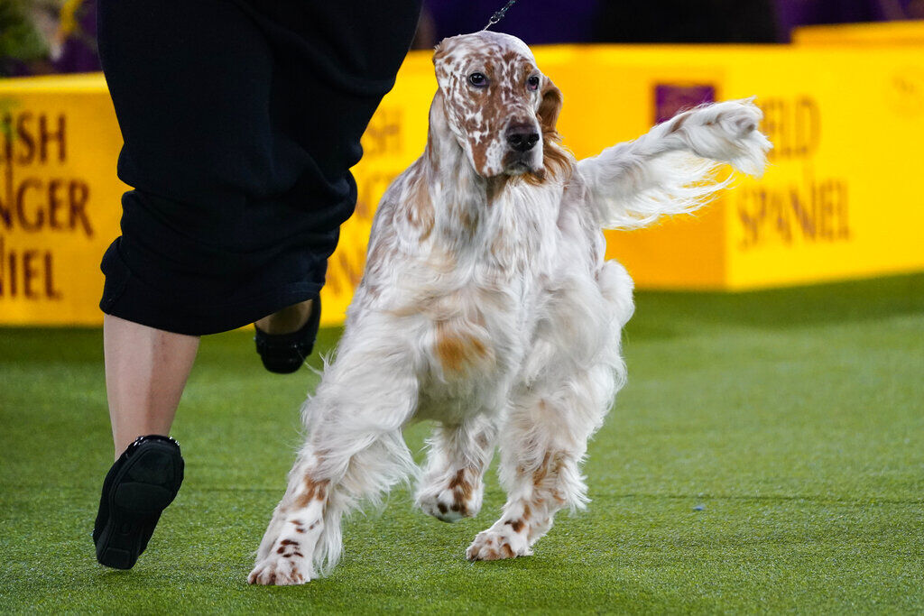 Dog co-owned by Tim McGraw wins new breed at show