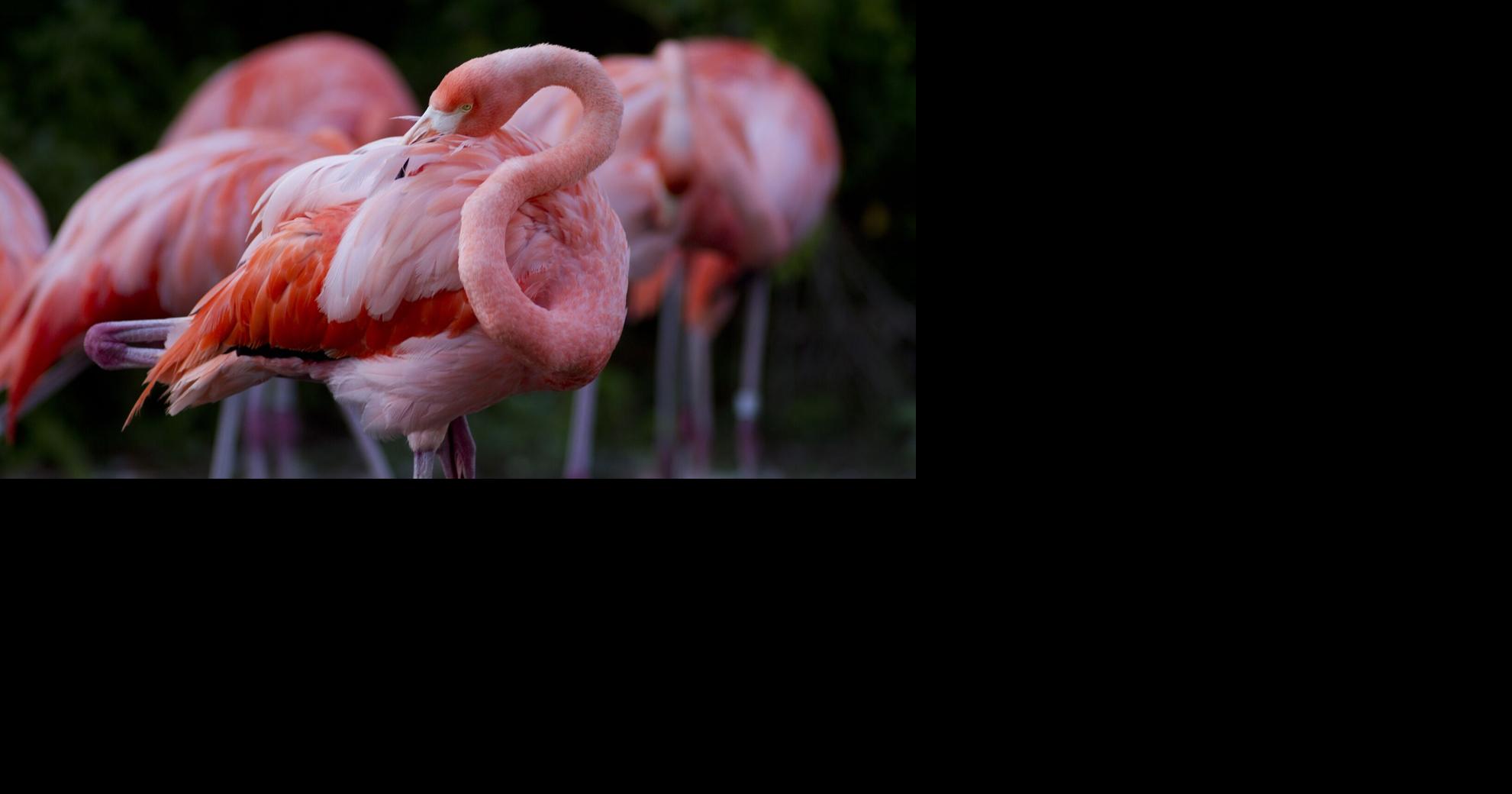 Flamingo that escaped Kansas zoo in 2005 spotted in Texas, and more of