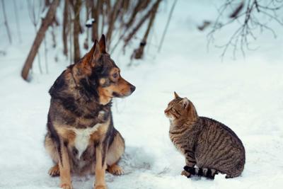 dog and cat
