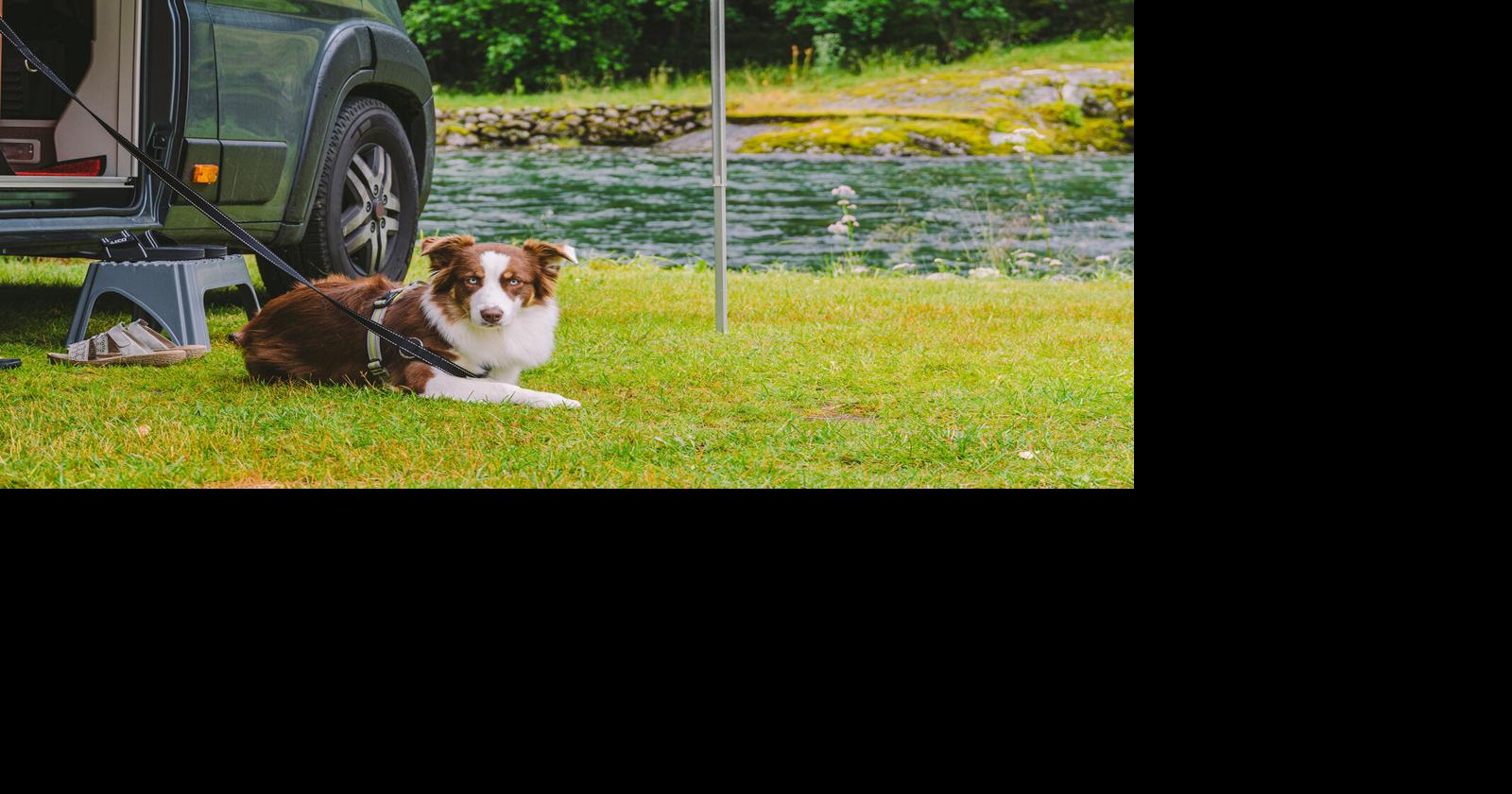 Tips for camping with your dog safely