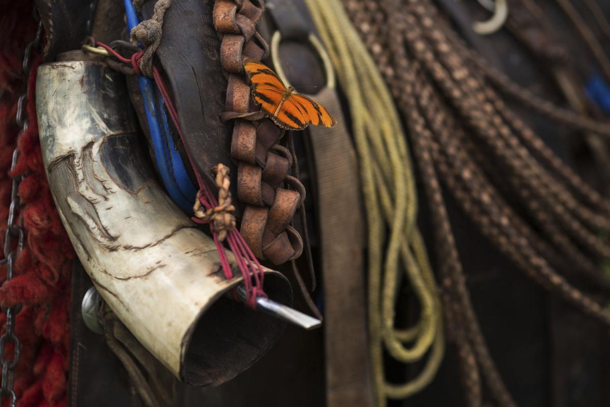 Brazil Wetland Cowboys Photo Gallery