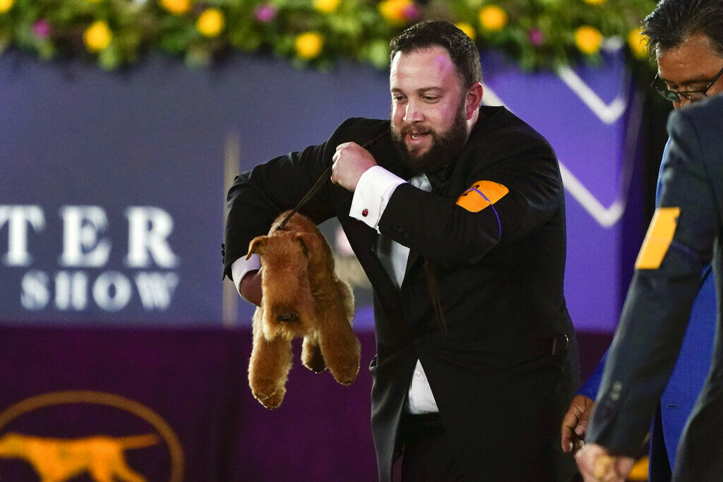 Dog co-owned by Tim McGraw wins new breed at show