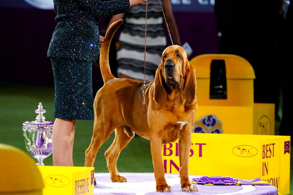 Dog co-owned by Tim McGraw wins new breed at show