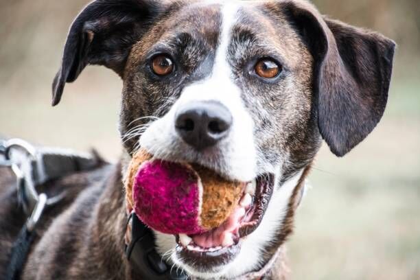 Meet the dog who went viral at Safeco Field