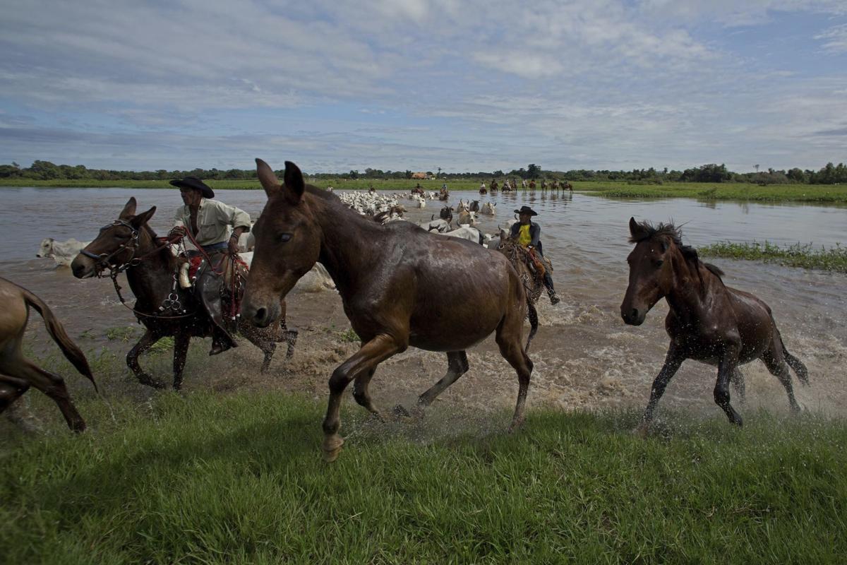 Brazil Wetland Cowboys Photo Gallery