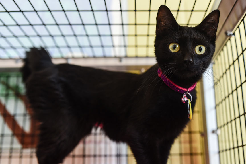 Na Fc Animal Shelter Offering Free Black Cats Monday News Newsandtribune Com