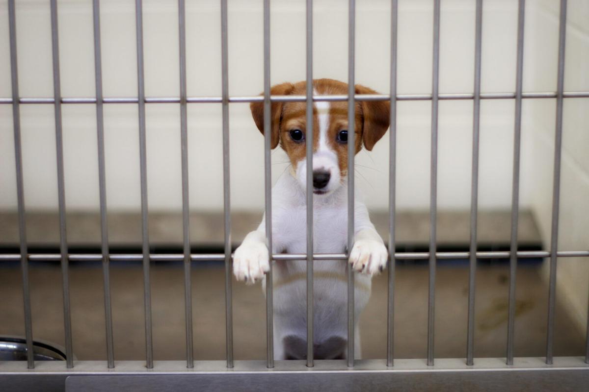 Commercial dog breeders win out as Senate passes pet store measure | News |  