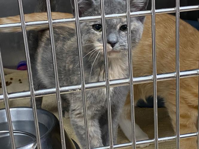 Funding dispute over New Albany-Floyd County Animal Shelter continues |  News 