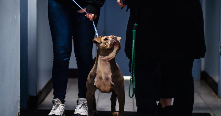 Municipalities react to proposed Jeffersonville animal shelter increases - Vimarsana News