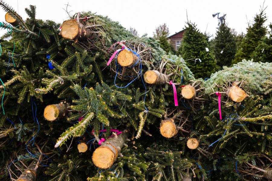 Rooted In Tradition Martin S Christmas Trees Marks 50 Year Milestone In Jeffersonville News Newsandtribune Com