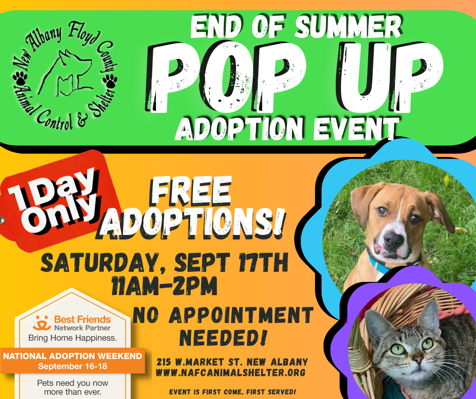 Help the shelter animals Saturday | News 