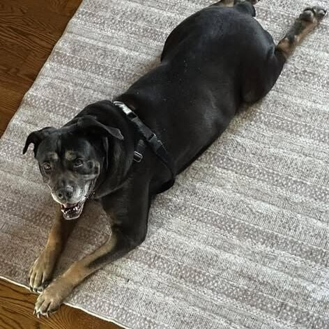 Jeffersonville Animal Shelter Foster Friday: Pearl is looking for one more chance at home