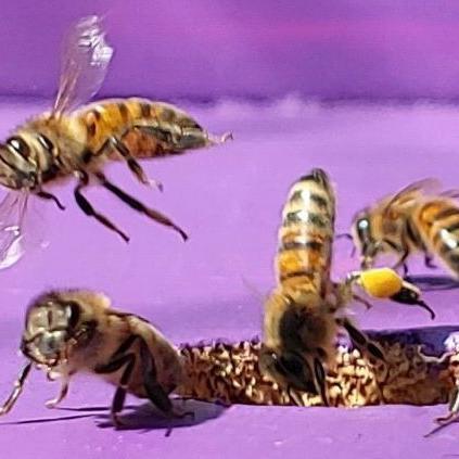 PLAN BEE: Foraging and storing pollen - Vimarsana News