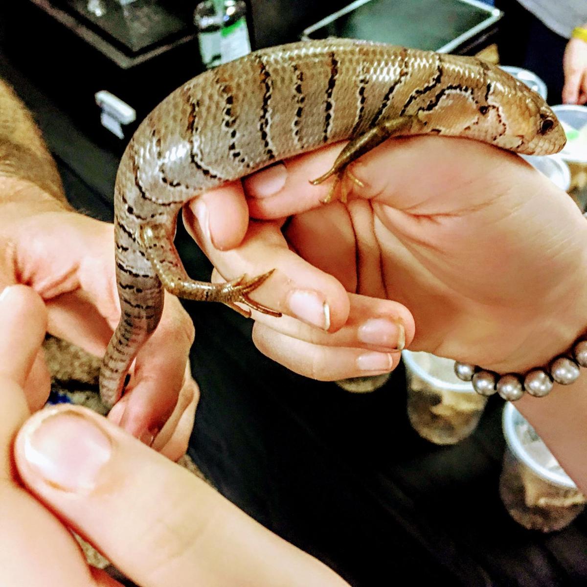 Monthly Reptile Breeders' Expo in Clarksville entertains, educates