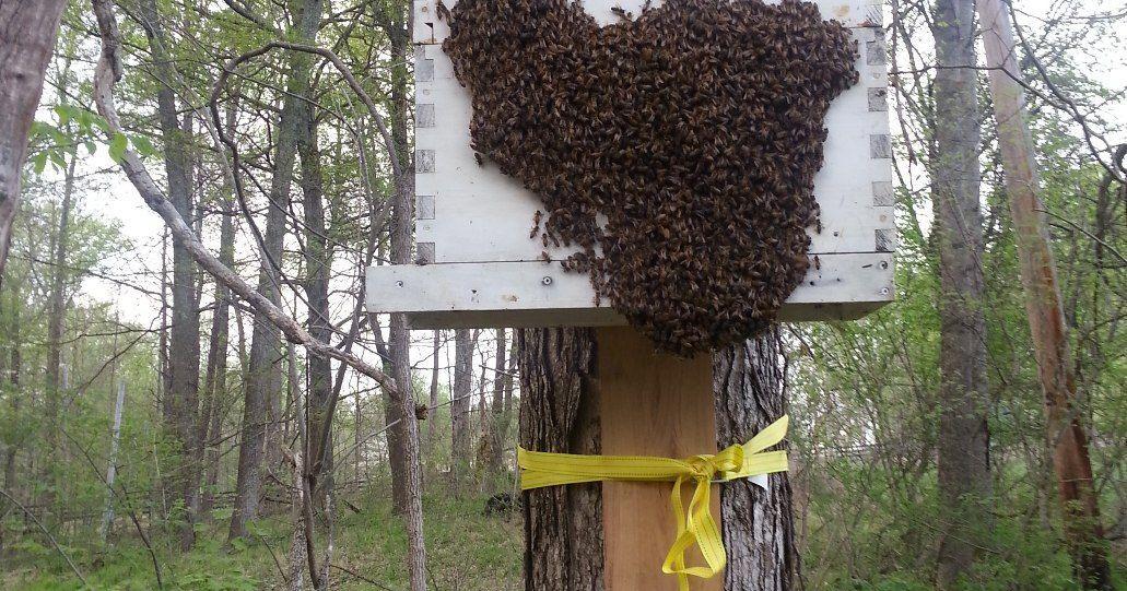 PLAN BEE: The art of catching a swarm - Vimarsana News