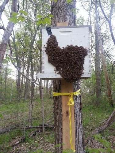 PLAN BEE: The art of catching a swarm, News