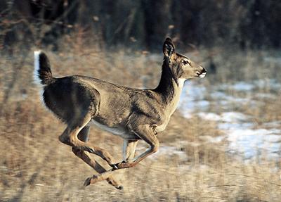 Deer season for all Hoosiers — not just hunters, News