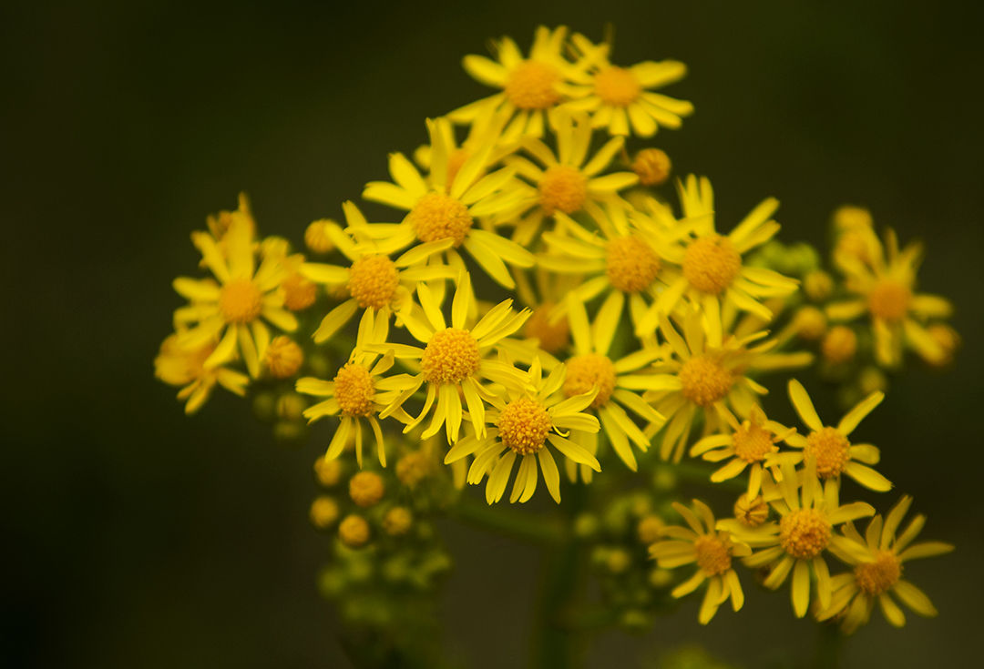 Spring Wildflower Scavenger Hunt — Tennessee State Parks