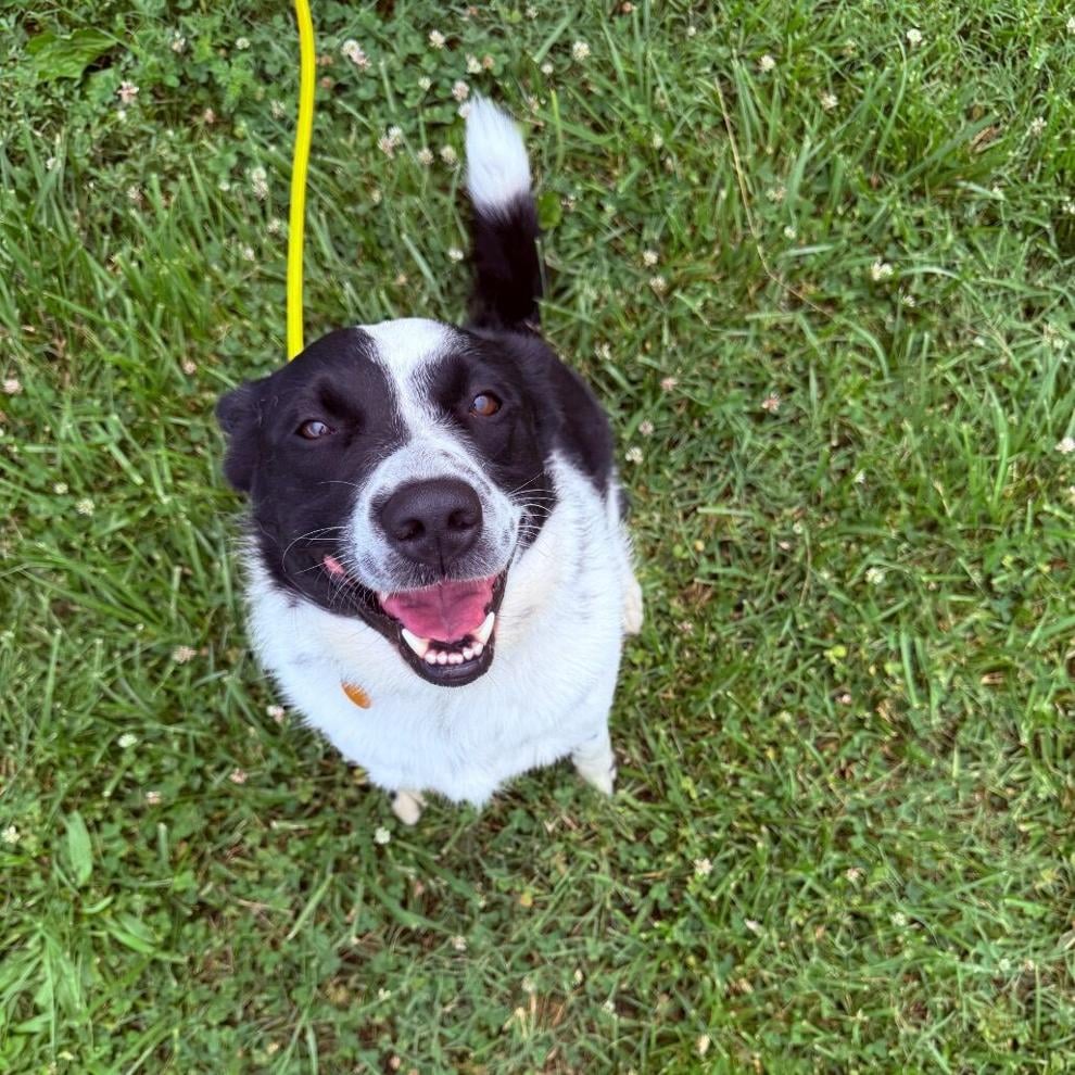 Jeffersonville Animal Shelter to hold adoption event in Sellersburg