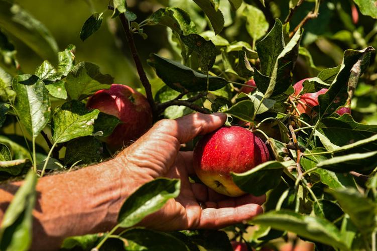 "Berry Best Farm" going strong after 36 years Clark County